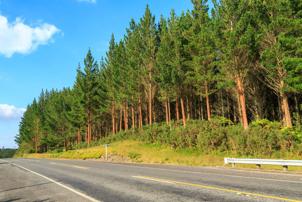 A plantation of pine trees (Pinus radiata) next to a rural road in New Zealand - Photo, Image