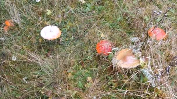 Horní pohled na obrovské houby v trávě v podzimním deštivém dni, pokryté prvním sněhem. Sklizeň hub v Karpatských lesích - Záběry, video