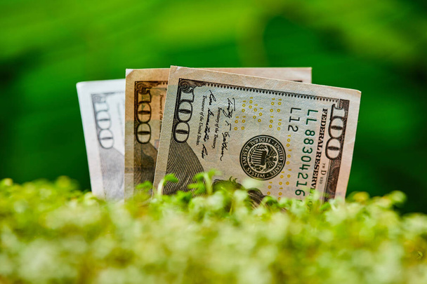 Americká dolarová bankovka na přírodním zeleném pozadí. Koncept hotovosti (v dolarech). Peníze rostou ze země a mikrozeleně. Zemědělské investice a pěstování. Nápady na vydělávání peněz - Fotografie, Obrázek