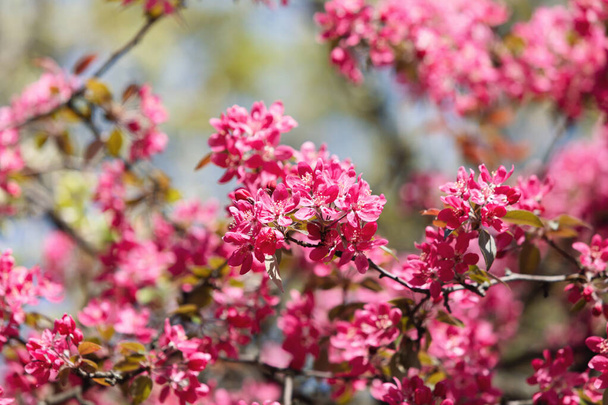 ピンクのリンゴの花で枝。ピンク色に咲く装飾的な野生のリンゴの木。開花リンゴの木のクローズアップ - 写真・画像