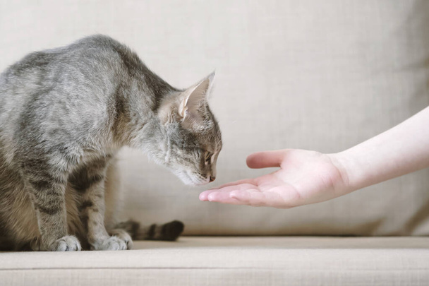 Серый полосатый кот сидит на бежевом диване и нюхает руку владельца. Кот доверяет хозяину. Животное и человек. День кота
 - Фото, изображение