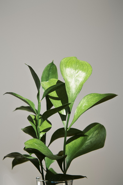 groene plant met verse bladeren bij grijze muur - Foto, afbeelding