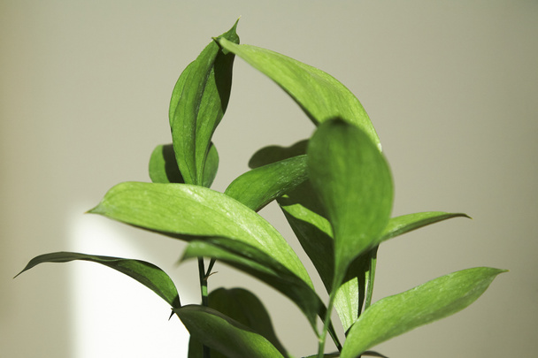 selektiver Fokus der grünen Pflanze mit frischen Blättern  - Foto, Bild