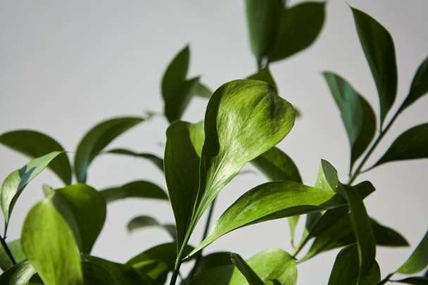 selective focus of green and fresh leaves  - Photo, image