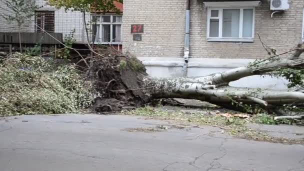 The tumbled-down trees. Trees are pulled out with roots. - Video