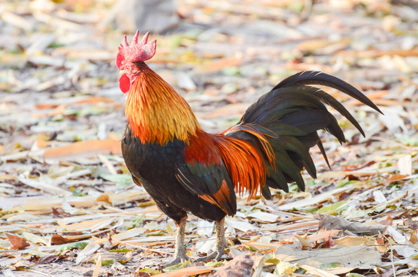 Roter Schwanz läuft auf dem Bauernhof herum - Foto, Bild