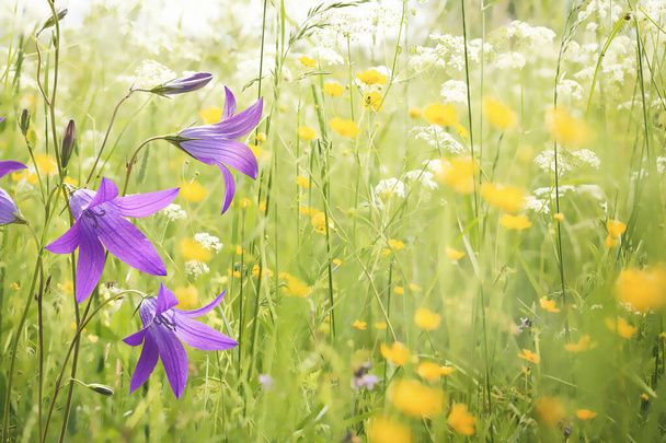Flowers bluebells in the morning field - Photo, Image