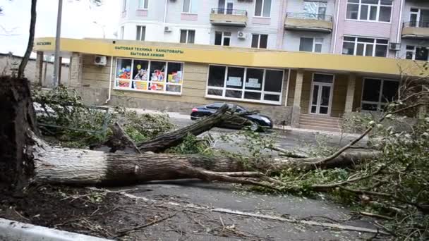 The yard after a hurricane. The tumbled-down trees. The torn power lines. - Záběry, video