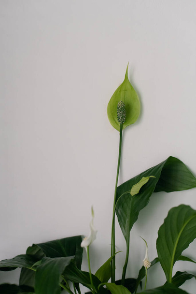 white flowers and green leaves of tropical flower spathiphyllum on a light background.  - Foto, imagen