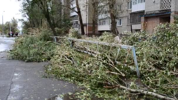 The broken trees. Shooting during a gale-force wind. - Filmagem, Vídeo