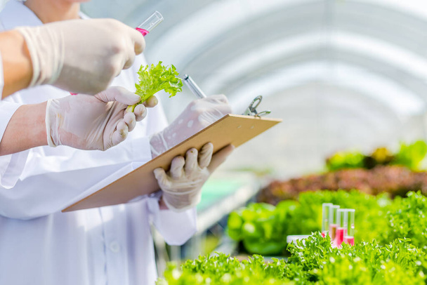Scientists test the solution, Chemical inspection, Check freshness  at organic, hydroponic farm - Φωτογραφία, εικόνα