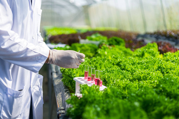 Scientists test the solution, Chemical inspection, Check freshness  at organic, hydroponic farm - Foto, imagen
