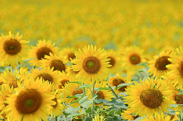 Beautiful sunflower in Thailand, Sunflowers in field, - Photo, Image