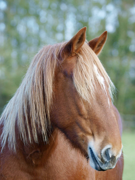 Un colpo alla testa di una rara razza Suffolk Punch horse in un recinto
. - Foto, immagini