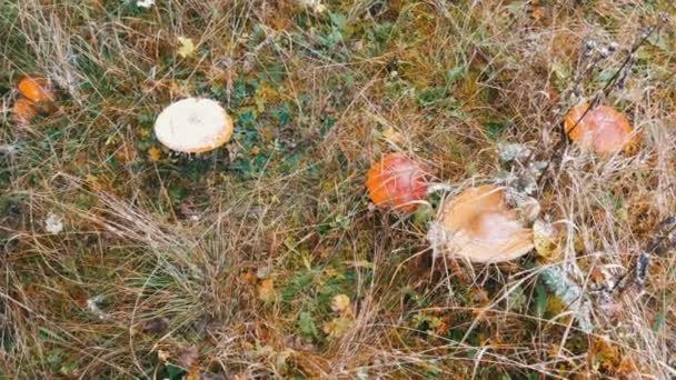 October autumn mushroom harvest season. From above on top of large number of fly agaric and other mushrooms in the grass with snow in the Carpathian mountains - Footage, Video