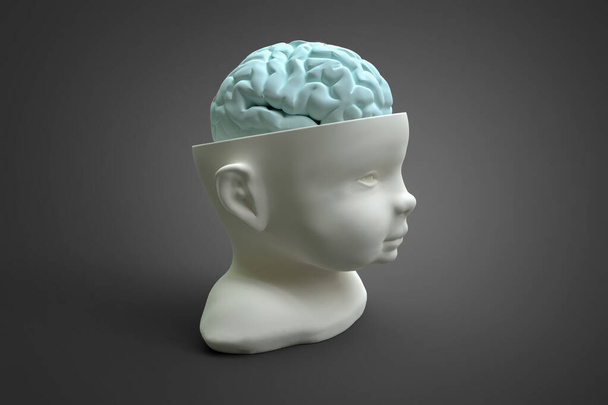 Çocuğun kafasının ve beyninin modeli. Bilimin ve tıbbın birçok alanında kullanılabilecek kavramsal 3D illüstrasyon - Fotoğraf, Görsel