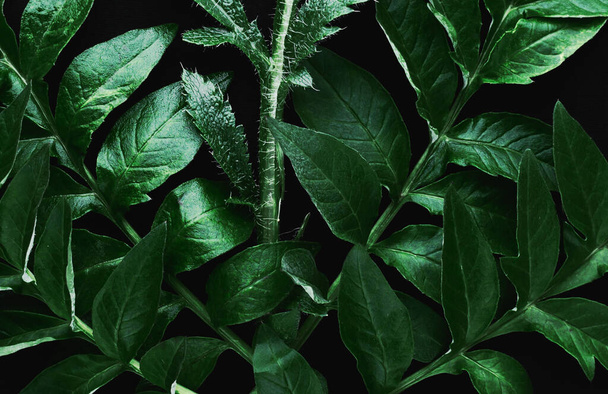 Zielone liście wzór tła, naturalne tło i tapety - Zdjęcie, obraz