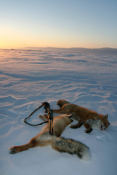 Vadásztrófeák közönséges rókák és egy puska a hóban az esti napon. Két elfogott róka egy téli vadászat után, kontúros fényben.. - Fotó, kép
