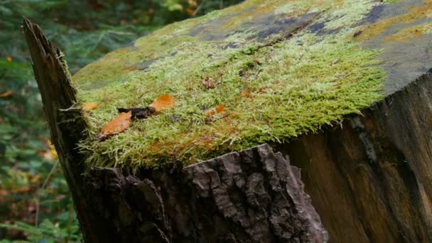 Nagy, öreg fatönk, zöld mohával borítva az erdőben. Fűrészelt fa - Felvétel, videó