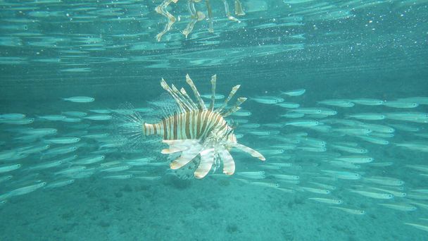 poisson scorpion en eau bleue d'une mer tropicale
 - Photo, image