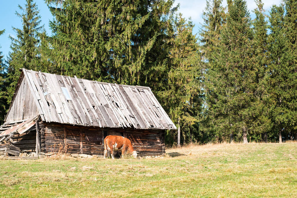 vaca marrom pastou nas colinas do país perto de uma casa de campo abandonada, área de Paltinis, município de Sibiu, Romênia
 - Foto, Imagem