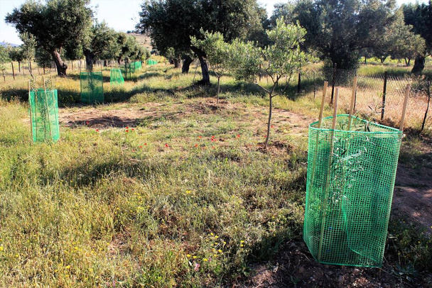 Маленькі оливкові дерева в оливкових гаях в Аттиці (Греція).. - Фото, зображення