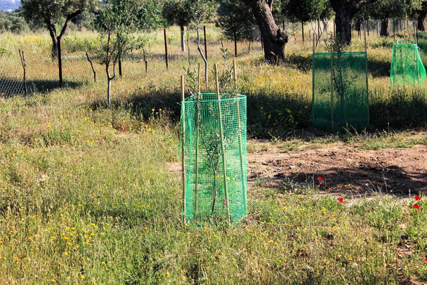 Pequeños olivos que crecen en olivar en Ática, Grecia
. - Foto, Imagen