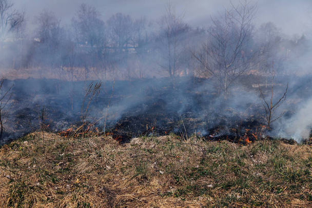 Tuli polttaa ruohoa pellolla lähellä metsää paljon savua - Valokuva, kuva