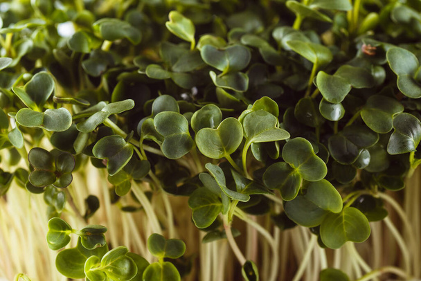 Ecologically clean food. Microgreen on a white background (close) - Фото, изображение