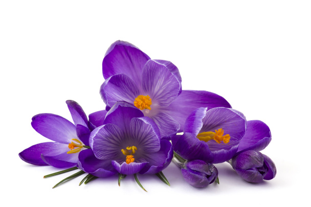 crocus - one of the first spring flowers on white background - Photo, Image