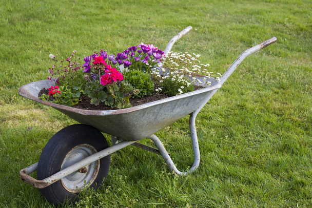 kolečko s květinami na zahradě - Fotografie, Obrázek