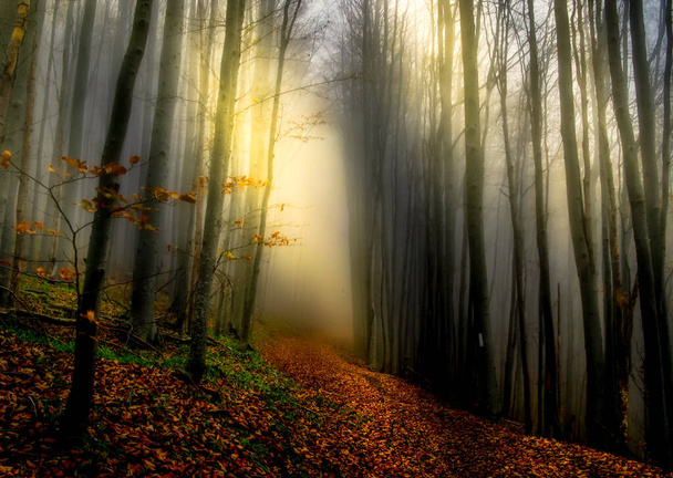 Mistyczne światła w lesie - Zdjęcie, obraz