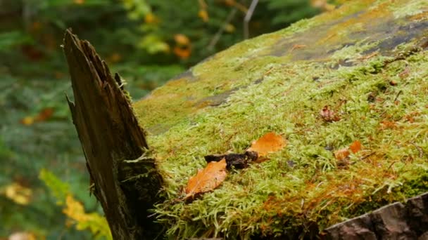 Wielki stary kikut pokryty zielonym mchem w lesie. Drzewo piłowe - Materiał filmowy, wideo