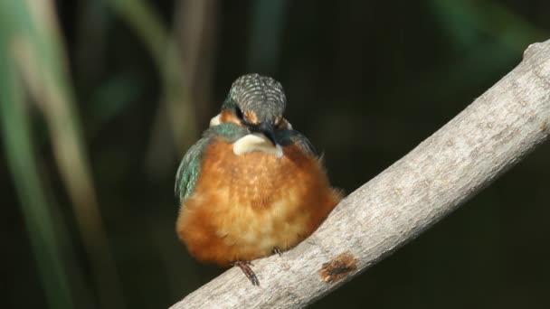 Common Kingfisher, Alcedo atthis. A bird sits on a branch above the river and awaits the appearance of a fish - Footage, Video