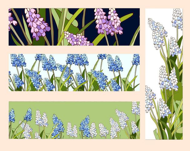 Voorjaarsbladwijzers met wilde bloemen Muscari latifolium. Heldere vector banner met handgetekende illustratie. - Vector, afbeelding