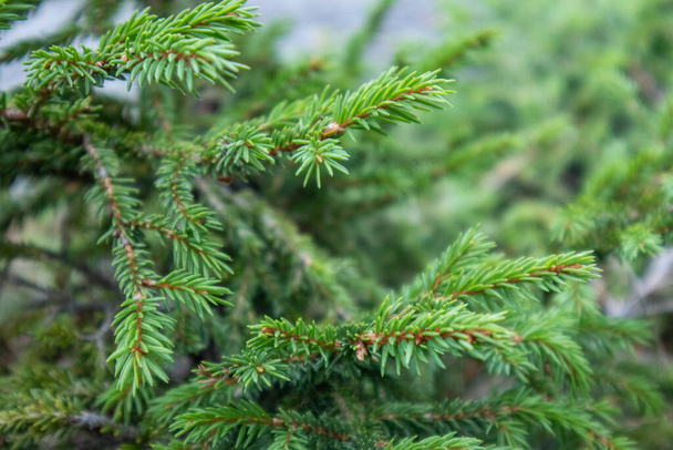 Saturated green pine tree fir needles. Evergreen forest macro close up texture blurred background - Photo, Image