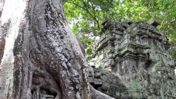 4K, Ta Prohm temple with strangler fig. Famous spung tree growing in temples ruins of Cambodia. Tetrameles nudiflora. Angkor Thom with ancient architecture is a popular tourist attraction of Asia.-Dan - Footage, Video