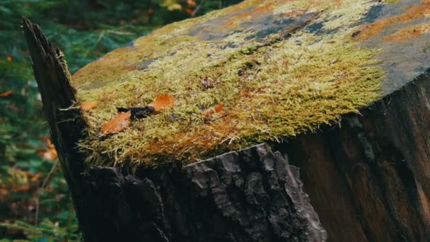 Ένα μεγάλο κούτσουρο καλυμμένο με πράσινα βρύα στο δάσος. Πριονισμένο δέντρο - Πλάνα, βίντεο