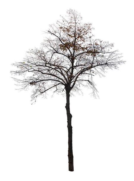 Erillinen puu valkoisella pohjalla - Valokuva, kuva