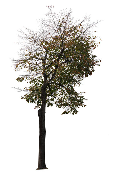 Erillinen puu valkoisella pohjalla - Valokuva, kuva