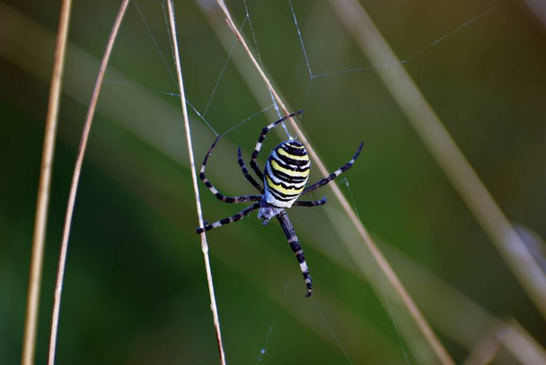 Macro arañas web con gotitas contra un fondo gris
 - Foto, imagen