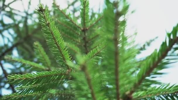 Beautiful green branches of spruce against the background of the sun. Natural Christmas tree on the nature. - Filmagem, Vídeo