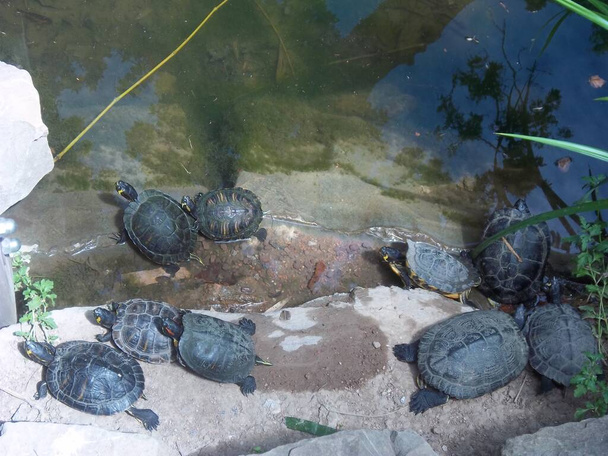 Żółwie spoczywają na skałach nad stawem. Triest, Włochy - Zdjęcie, obraz