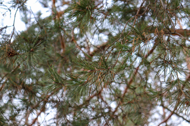 Needles on the fir tree against the sky - Photo, Image