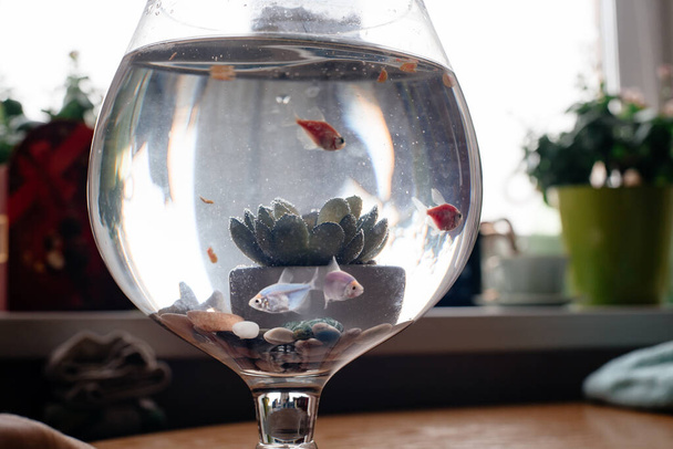 Cuttings in a small aquarium, in an apartment on the table. - Fotó, kép