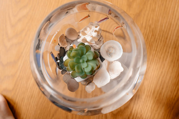 Cuttings in a small aquarium, in an apartment on the table. - Foto, Imagen