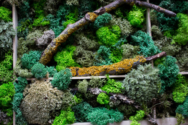 Cladonia Rangiferina yosun geçmişi. Yeşil sabitlenmiş yosun, liken. Ren geyiği yosunu duvarı, ren geyiği yosunundan yapılmış yeşil bir duvar süsü.. - Fotoğraf, Görsel