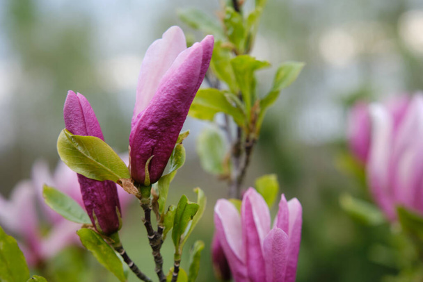 美しいマグノリアの花春の花  - 写真・画像