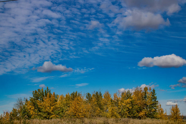 Kleuren tentoongesteld in de velden rondom Calgary - Foto, afbeelding