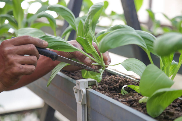 Arbeit im Bio-Gemüsegarten, Pflege junger Setzlinge und das Einpflanzen junger Pflanzen in den Gartenboden. - Foto, Bild